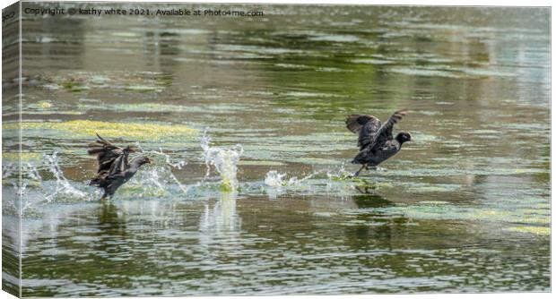 Moorhen  chasing  a Coot on the water Canvas Print by kathy white