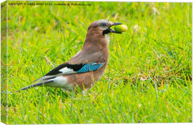 Jay bird,  on the grass with a acorn Canvas Print by kathy white