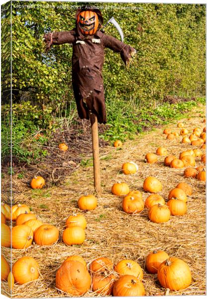 Pumpkin field, scarecrow  Canvas Print by kathy white