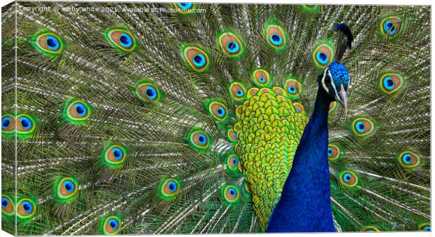 Magnificent Peacock Display Canvas Print by kathy white