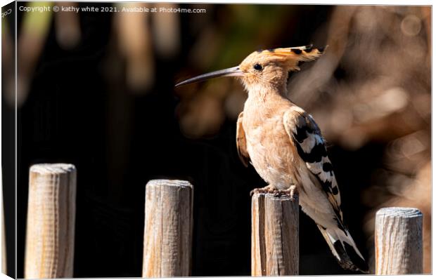 Hoopoe sitting on a fence Canvas Print by kathy white