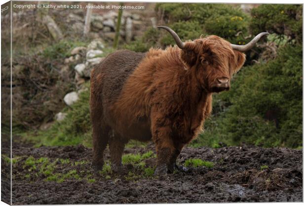 Majestic Highland Cattle Grazing in Muddy Fields Canvas Print by kathy white