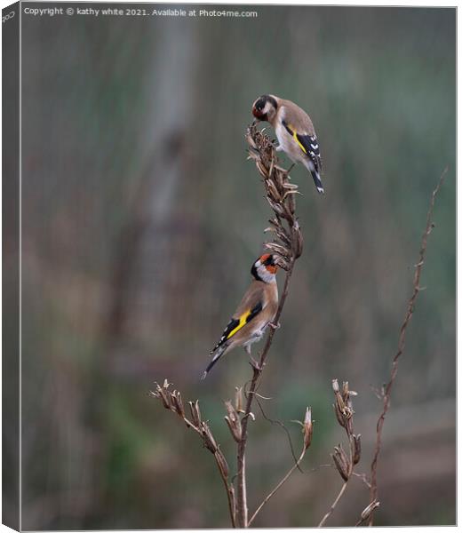 Two goldfinch eating seed Canvas Print by kathy white
