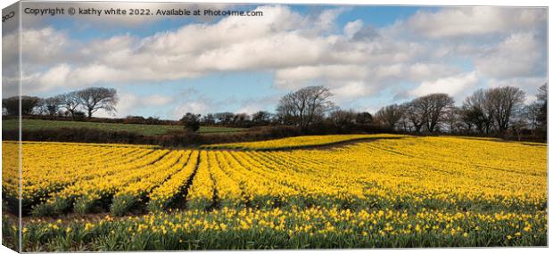 Field of daffodils Canvas Print by kathy white