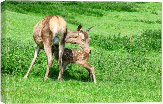 The roe deer Canvas Print by kathy white