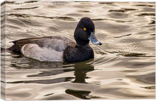 lesser scaup duck Canvas Print by kathy white