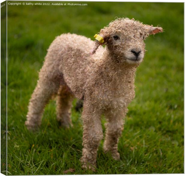 Baby lamb at spring time Canvas Print by kathy white