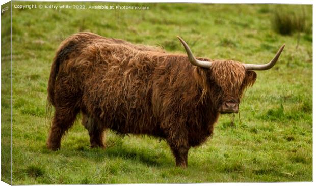 The Highland cow in Cornwall Canvas Print by kathy white