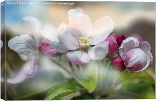 apple,blossoms Canvas Print by kathy white