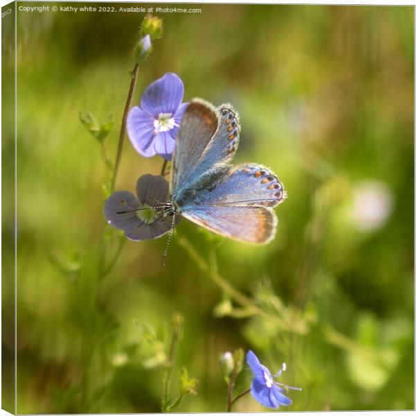 The common blue butterfly,  Canvas Print by kathy white