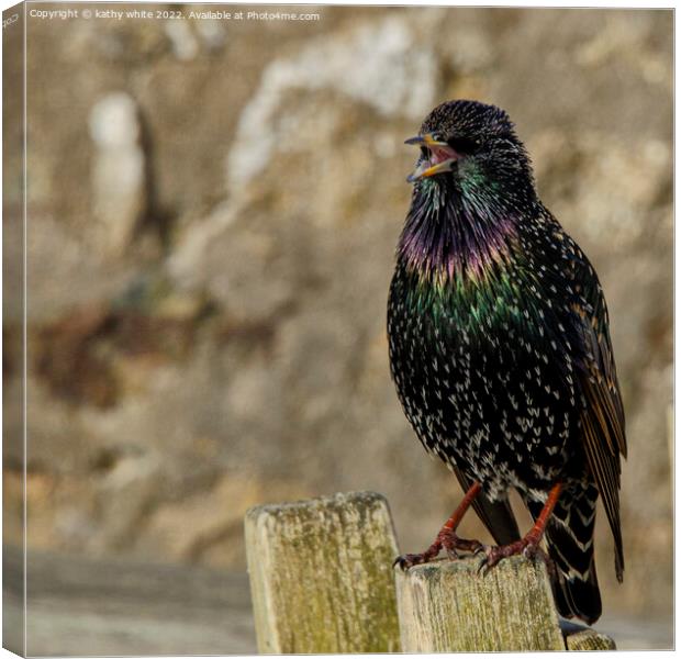 Starling  Canvas Print by kathy white