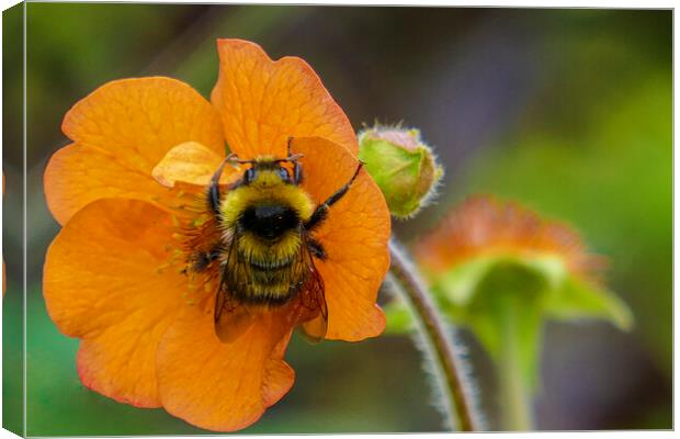 busy bee on a flower Canvas Print by kathy white