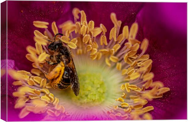 bee on a flower, covered in Pollen Canvas Print by kathy white