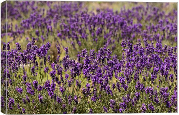 Just  Lavender Canvas Print by kathy white