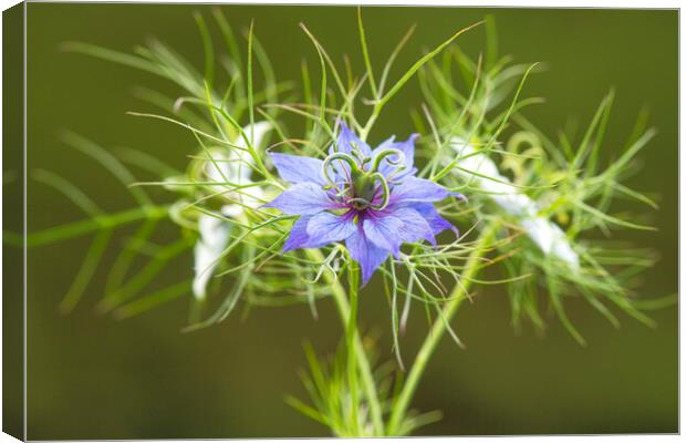 Love in a mist,blue and white Canvas Print by kathy white