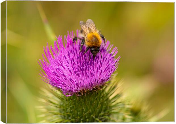 Bee,on a Wild Purple thistle Canvas Print by kathy white
