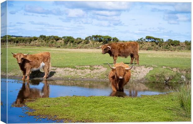 Highland Cattle Graze by the Watering Hole Canvas Print by kathy white