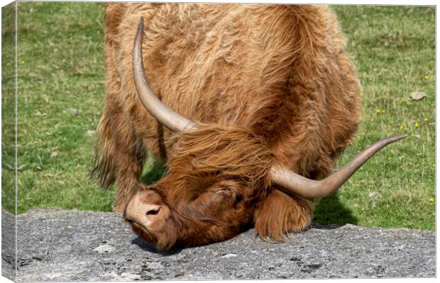 Good scratch, Highland cow Canvas Print by kathy white
