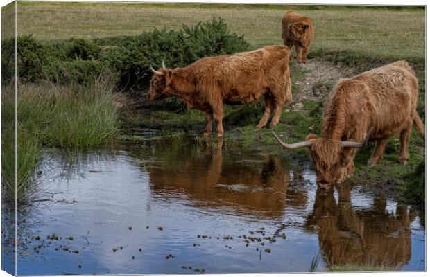 The Highland cow, Canvas Print by kathy white