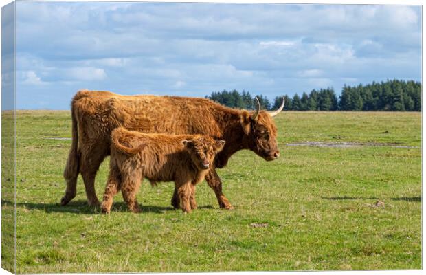 highland cattle,mother and baby Canvas Print by kathy white