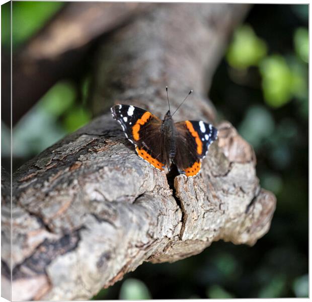 Red Admiral  Butterfly Canvas Print by kathy white