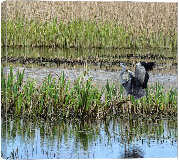 Grey Heron in a reed bed Canvas Print by kathy white