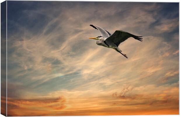 Heron flying in a sunset  Canvas Print by kathy white