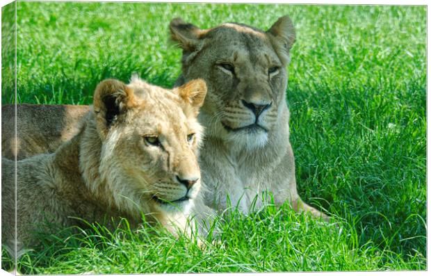 Two lions, sitting in a field Canvas Print by kathy white
