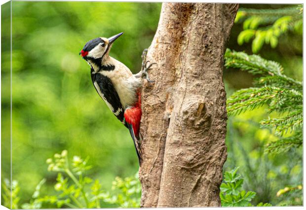 The great spotted woodpecker Canvas Print by kathy white