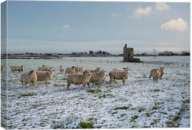 Snow in cornwall with sheep and old tin mines Canvas Print by kathy white