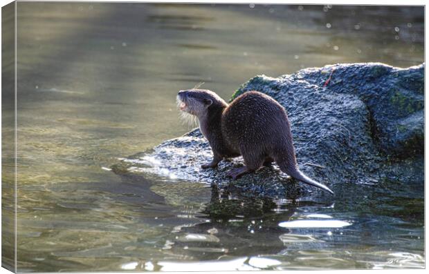 Majestic European Otter Canvas Print by kathy white