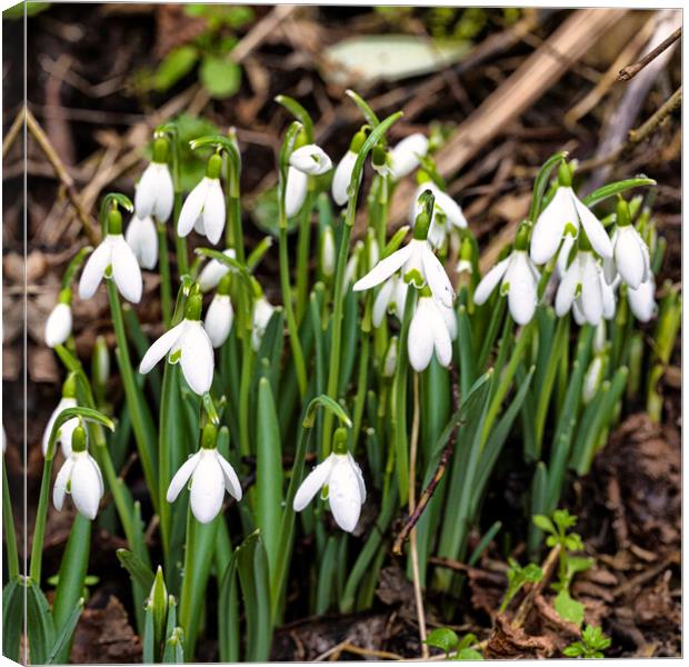  flowering snowdrops in woodland Canvas Print by kathy white