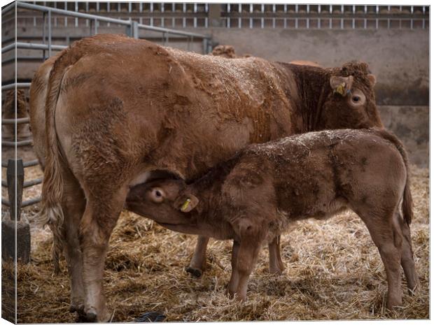 mother and baby feeding Canvas Print by kathy white