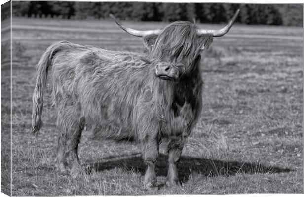 Bad hair day,Highland cow Canvas Print by kathy white