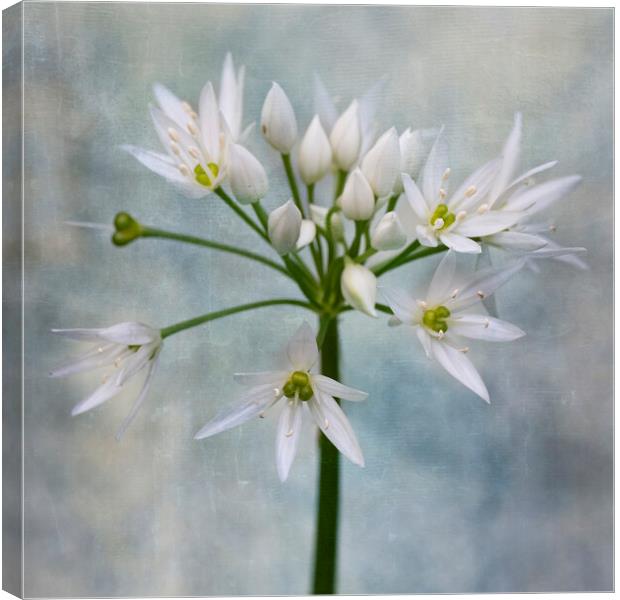 wild garlic Canvas Print by kathy white