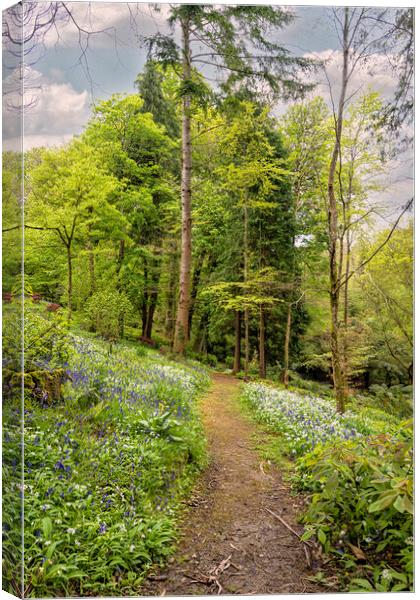 Pathway through English Bluebell Wood, Cornwall Canvas Print by kathy white