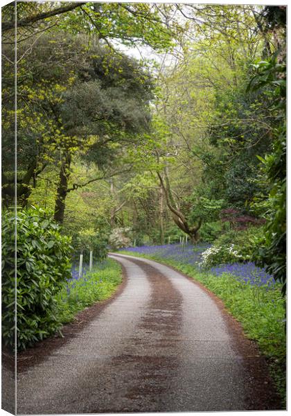 Cornwall country lane bluebells Canvas Print by kathy white