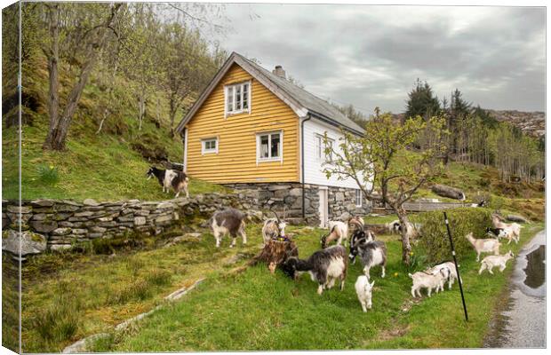 Norway goats Canvas Print by kathy white
