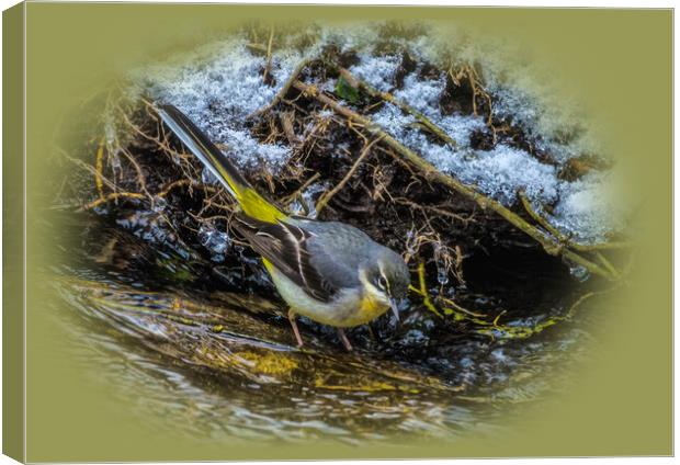 wagtail in the river Canvas Print by kathy white