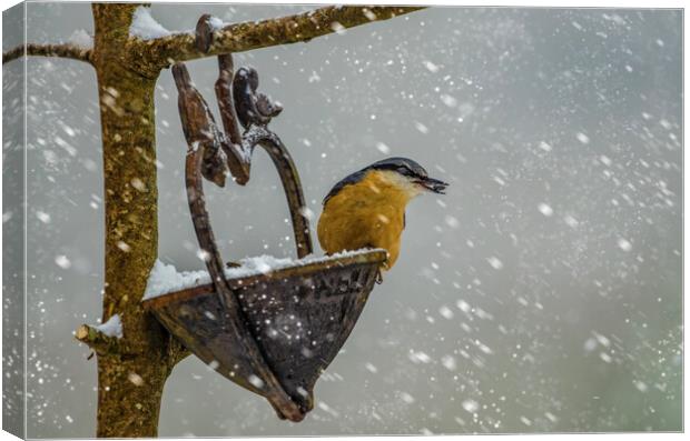 Nuthatch bird in the snow Canvas Print by kathy white