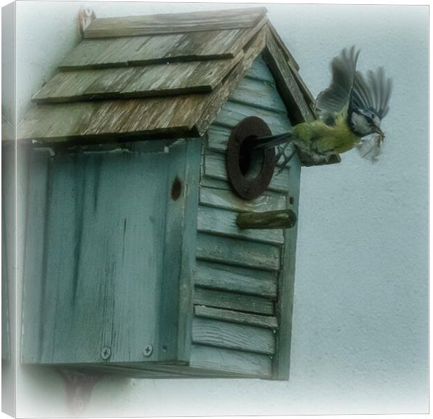 blue tit,housework Canvas Print by kathy white