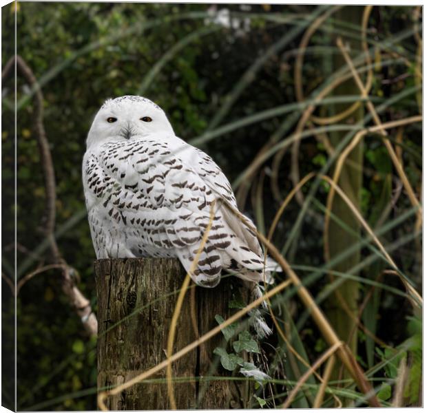 The regal Snowy Owl Canvas Print by kathy white