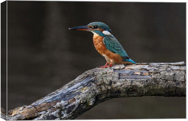Kingfisher Canvas Print by kathy white