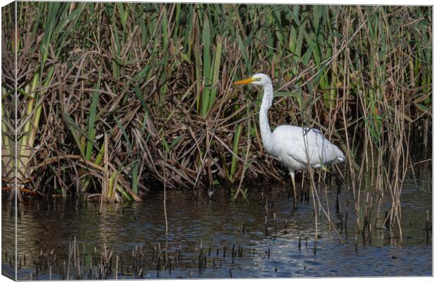 great-white-egret standing in the reed-bed Canvas Print by kathy white