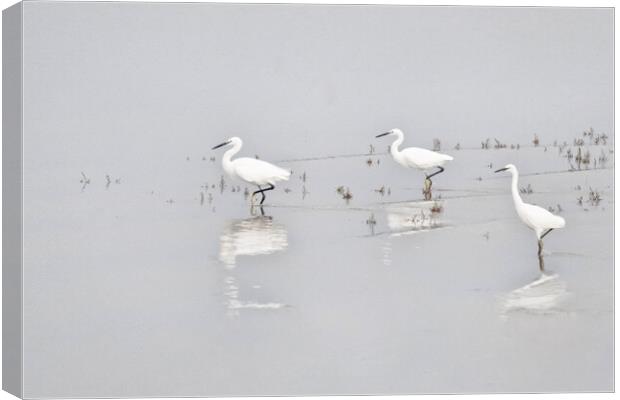 Three Whites Egrets Canvas Print by kathy white