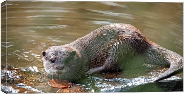  Otter, close up,sitting in the sun Canvas Print by kathy white