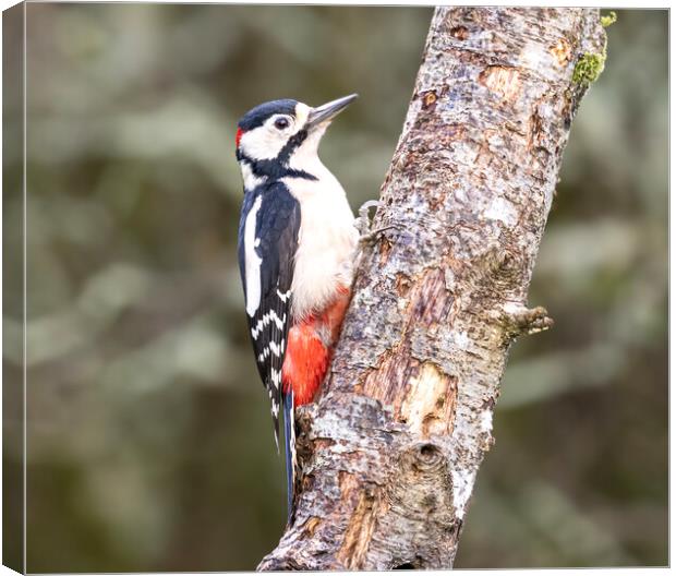 Great spotted woodpecker,  Canvas Print by kathy white