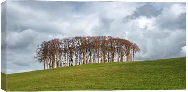 Nearly Home Trees, Coming home trees, Cornwall trees Cookworthy  Canvas Print by kathy white