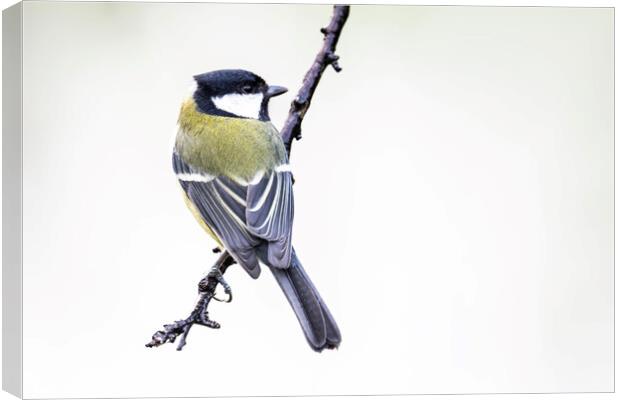 The great tit Canvas Print by kathy white