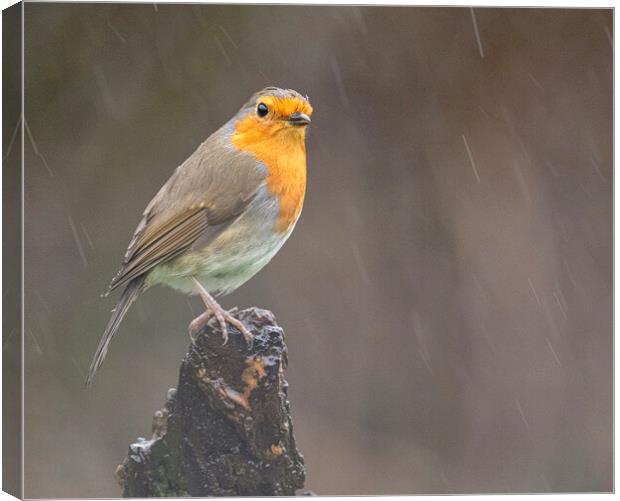 robin in the rain Canvas Print by kathy white
